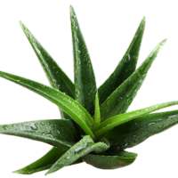 Health Benefits of Aloe Vera