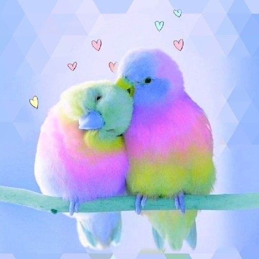 Wallpapers Birds icon