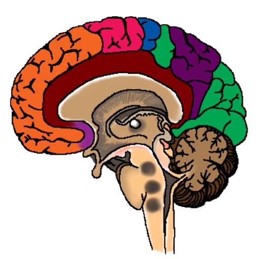 Anatomy of CNS icon