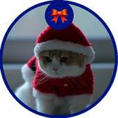 Cat Jigsaw Puzzles Free