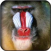 Monkey wallpapers icon