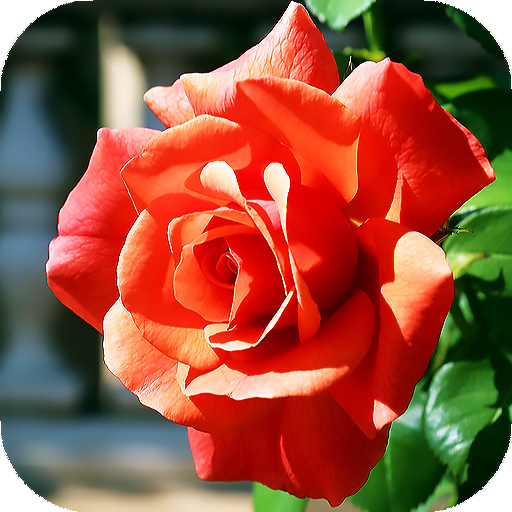 Rose Wallpaper HD &amp; 4k Backgrounds icon