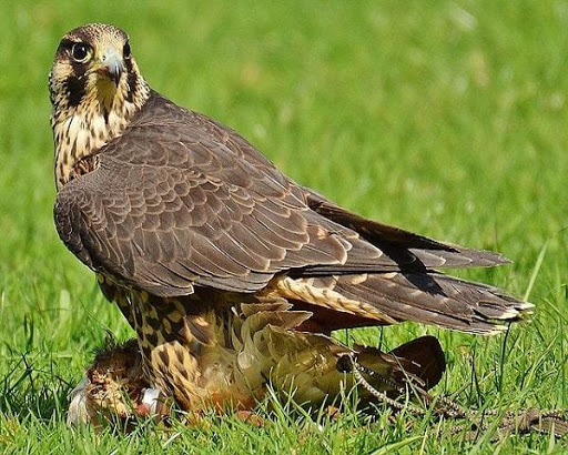 Peregrine Falcon image gallery screenshot 2