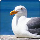 Seagull Bird Call Sounds Ringtone icon