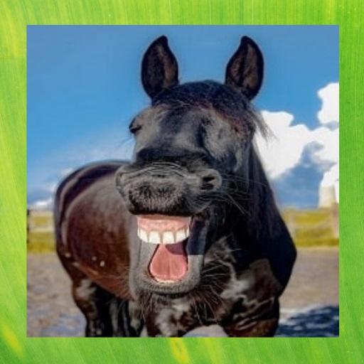 Funny Animal Pictures icon