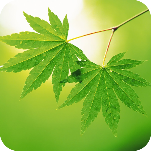 Leaf Full HD Wallpaper icon