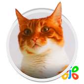 Live HD Cat Wallpaper on 9Apps