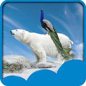 Peacock Live Wallpapers on 9Apps