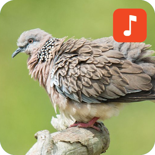 Thai Bird Sounds icon