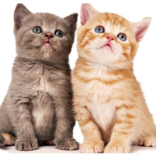 Cute Cat Sticker 2020 WAStickerApps for WhatsApp icon