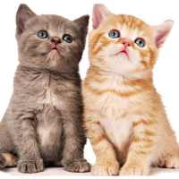 Cute Cat Sticker 2020 WAStickerApps for WhatsApp