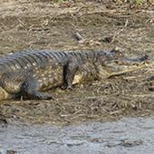 Crocodiles in the World! icon