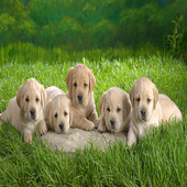 Puppies Digital Clock icon