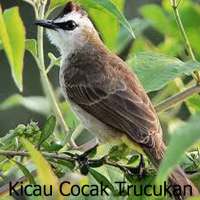 Kicau Cocak Trucukan on 9Apps