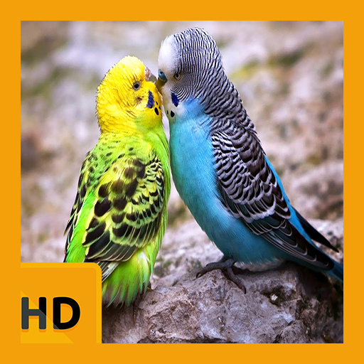 Sweet Bird HD FREE Wallpaper icon