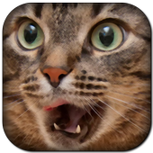 Funny Cat Sounds icon