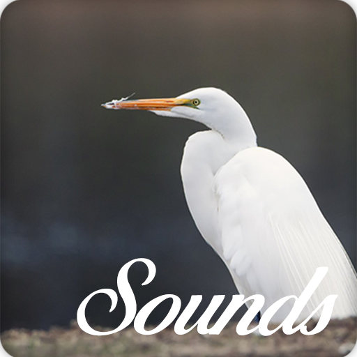 Egret Bird Sounds and Ringtone Audio icon