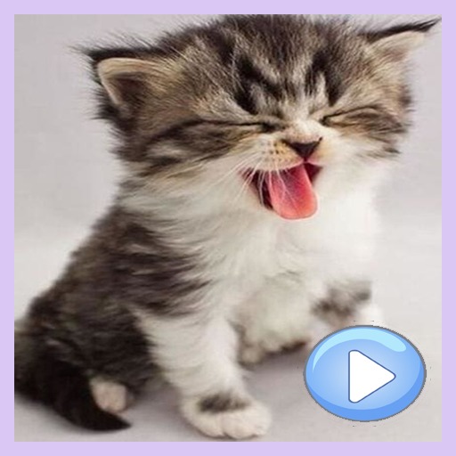 Animated Cat  stickers for Wha icon