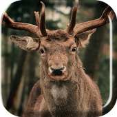 Herd of Deer Live Wallpaper on 9Apps