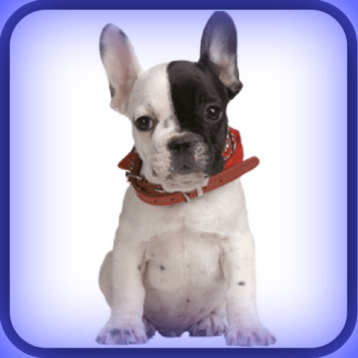 Como Educar Tu Perro icon