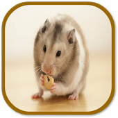 Hamster Sounds icon