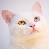 Cat Chat Messenger icon