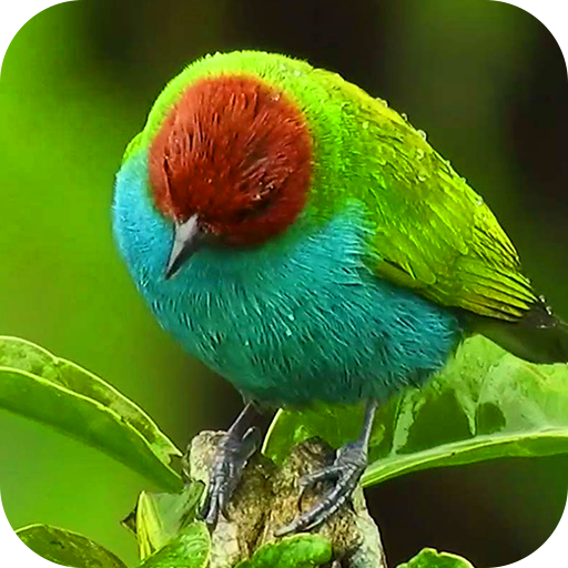 4K Bird live Wallpaper: Birds Wallpaper icon