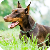 Doberman Dog Live Wallpaper icon