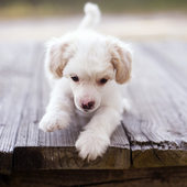 Puppy Dogs Jigsaw Puzzles icon