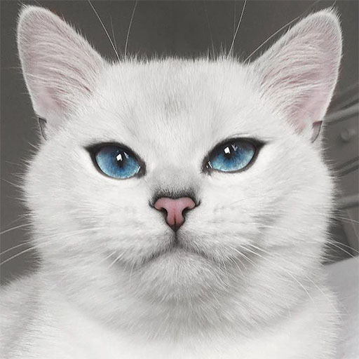 Cat wallpapers 4K: cute, funny icon