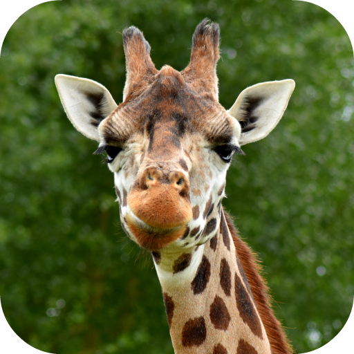 Giraffe Wallpaper icon
