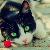 New HD Wallpapers For LG K7 icon