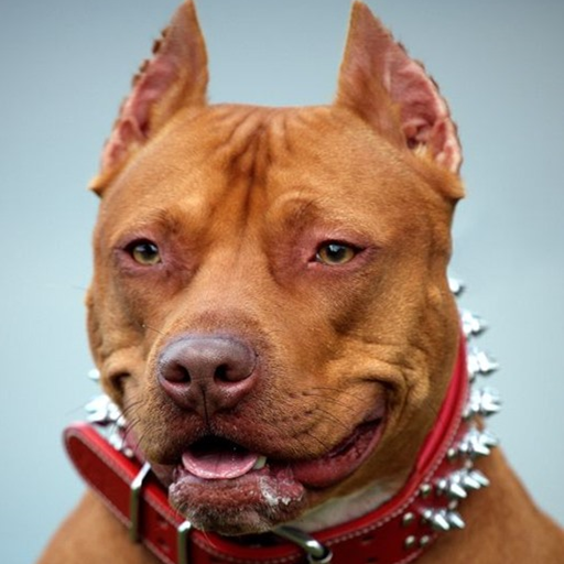 Питбулл Обои иконка