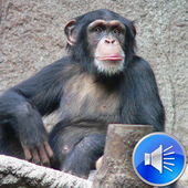 Chimpanzee Sounds Ringtones icon