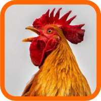 Ayam Ketawa on 9Apps