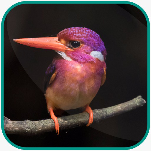 Bird Wallpaper HD new 2021 Pictuer icon