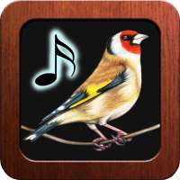 Goldfinch Tones on 9Apps