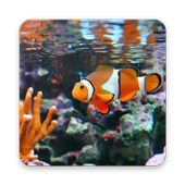Clown Fish Wallpaper icon