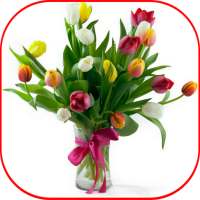 Flower Tulip HD on 9Apps