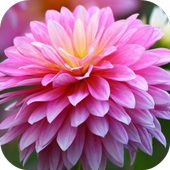 Chrysanthemum  Live Wallpaper icon
