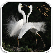 Lovely Birds HD Wallpapers icon