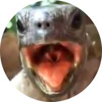 Aaah! Funny Turtle Sounds and Piano