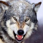 Cool Animal Link Game icon