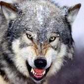 Cool Animal Link Game