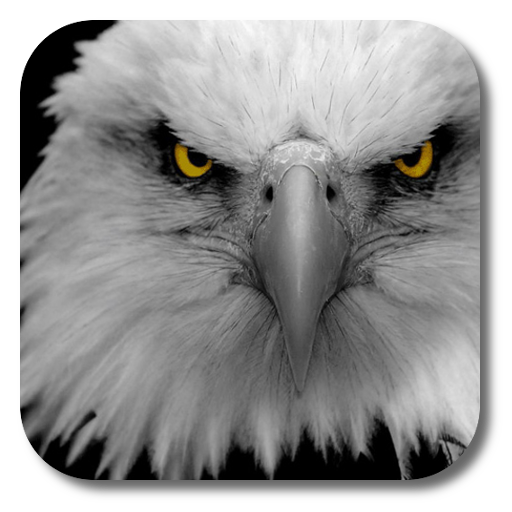 Eagle Live Wallpaper icon