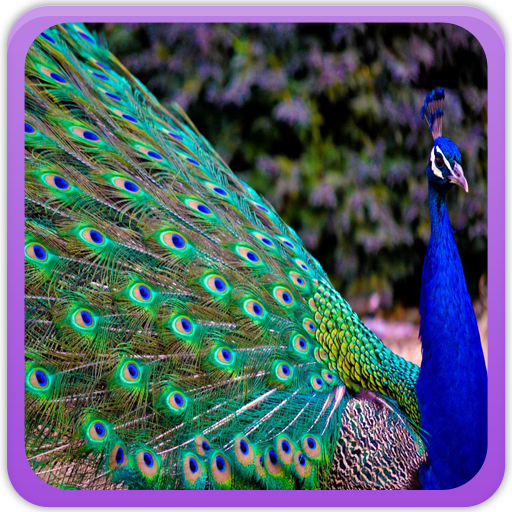 Peacock Wallpaper Gallery иконка