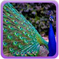 Peacock Wallpaper Gallery