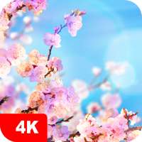 Frühling Hintergrundbilder 4K