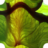 Lime - Internet Browser icon