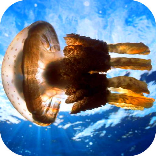 Jellyfish Video Live Wallpaper icon